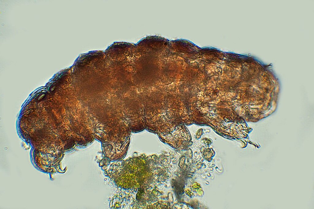 Questa immagine ha l'attributo alt vuoto; il nome del file è 01-tardigrade-1024x682.jpg